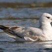 Mew Gull